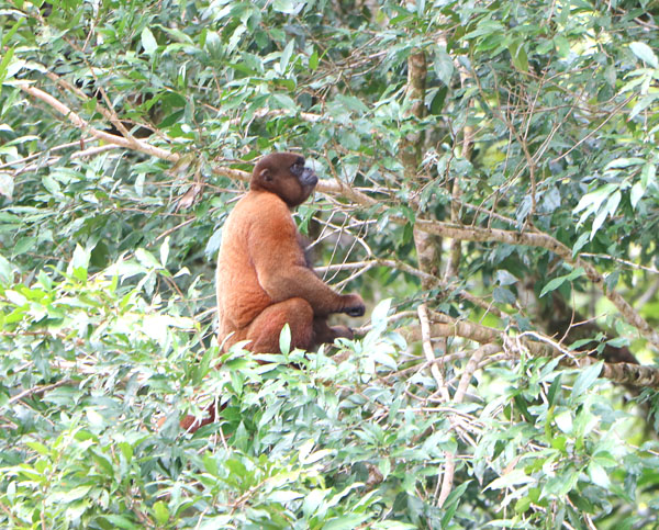 Monkey Ecuador Tour