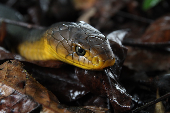 anaconda lodge cribo