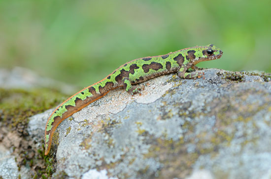 triturus pygmaeus