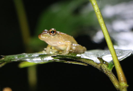 arenal small frog