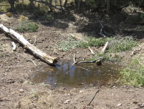 arizona wetlands chiricahua