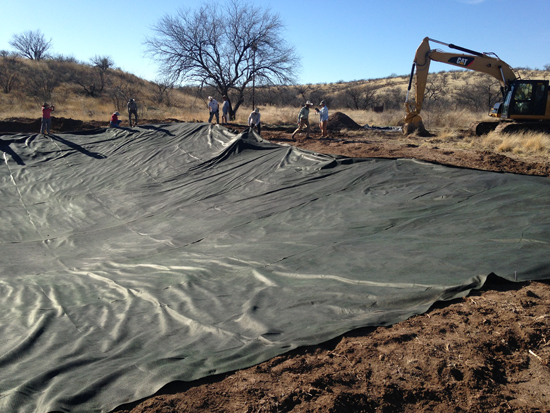 arizona wetland re frogging america endangered 550