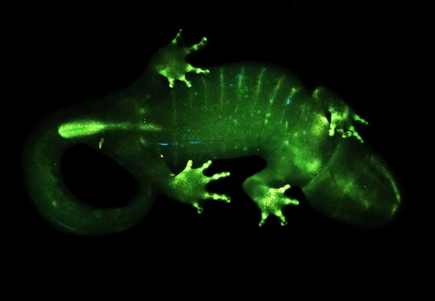 biofluorescent animals
