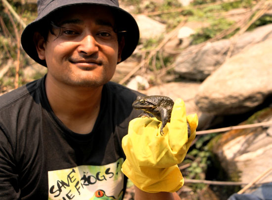 nepal frogs