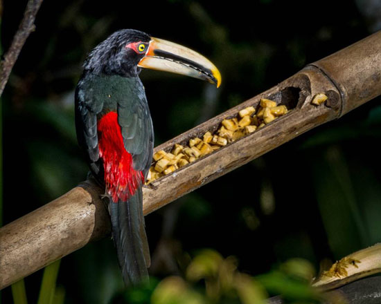 bird bananas George Quiroga