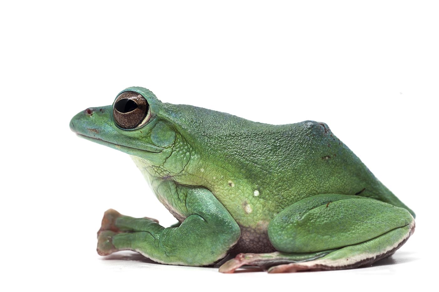 blue-giant-flying-frog-isolated-on-white-background-envato