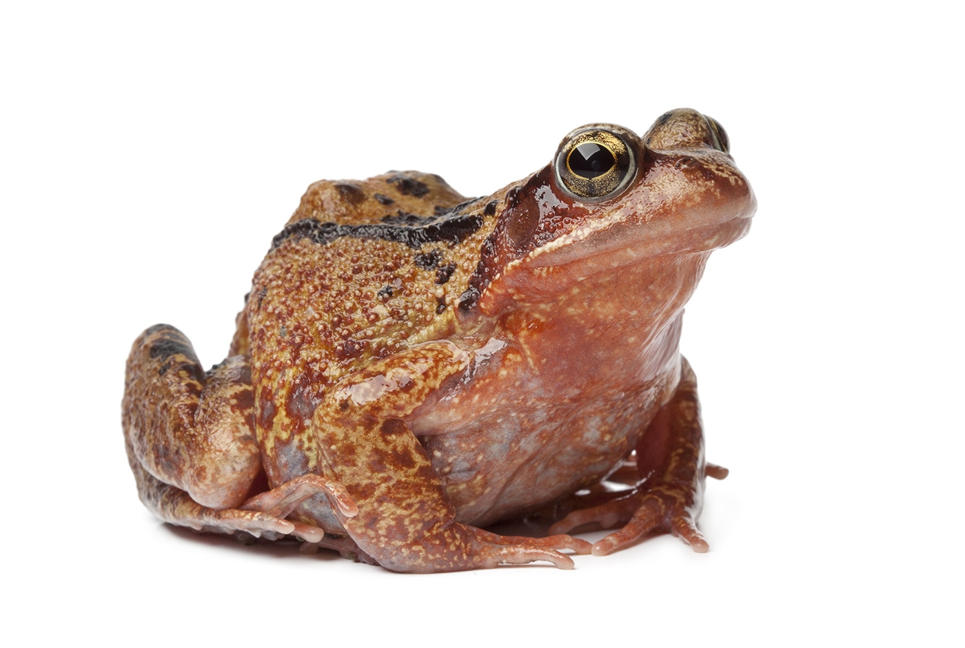 brown frog