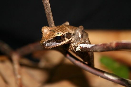 brown treefrog ecuador kaya klop toker