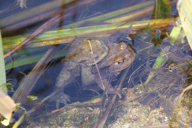 toads amplexus