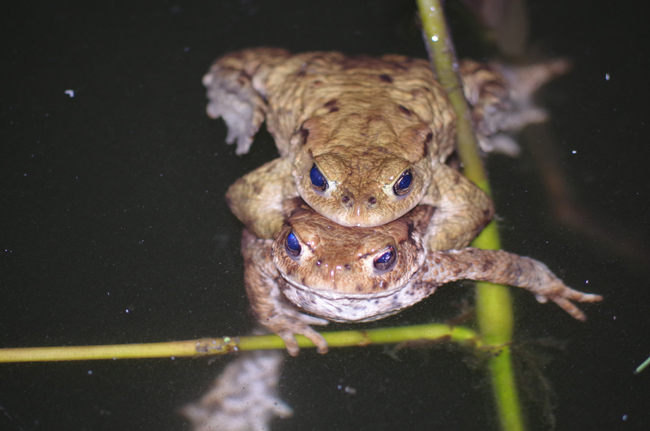Common Toad Amplexus