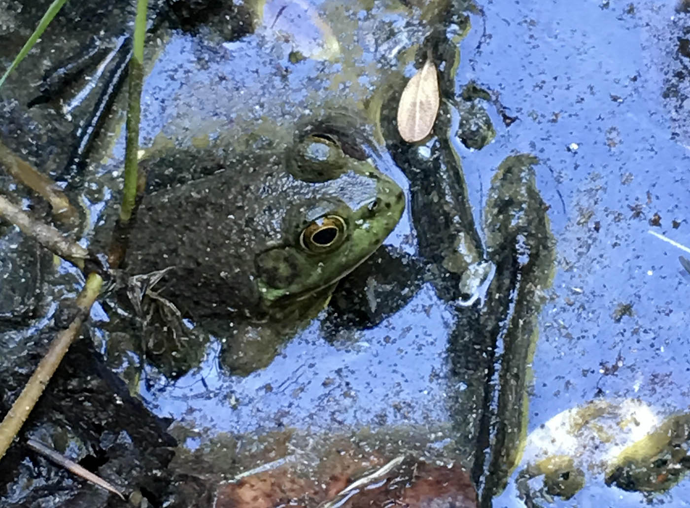 American Bullfrog