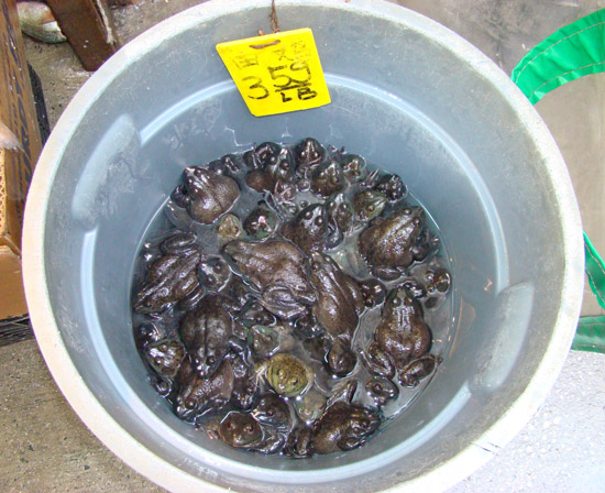 american bullfrogs chinatown market