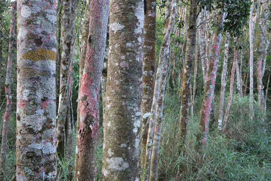 atlantic rainforest