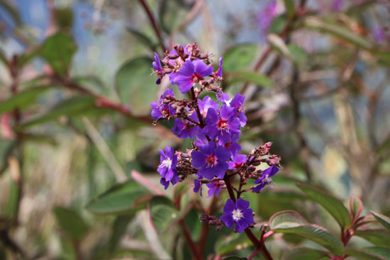 flowers brazil
