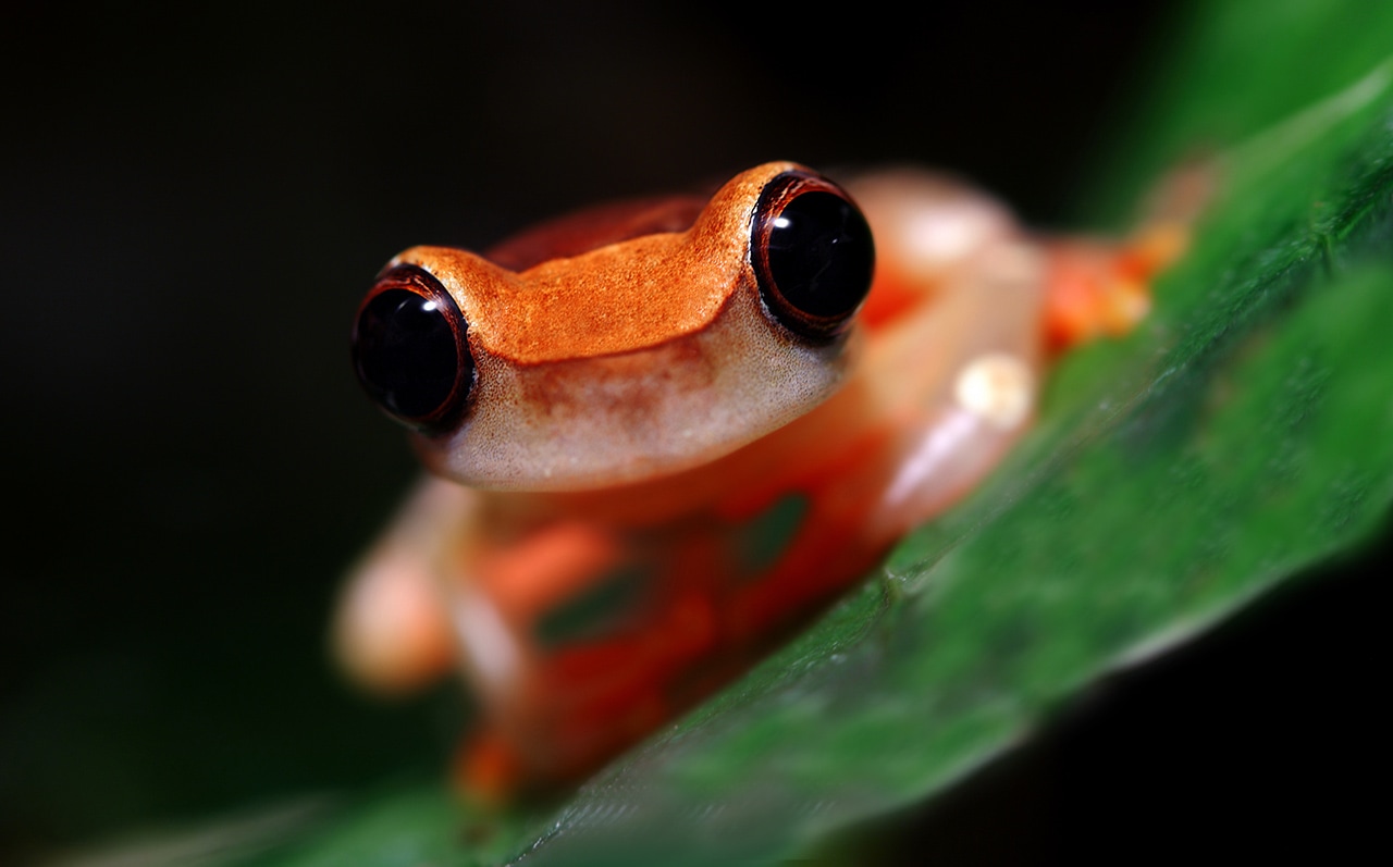 clown-tree-frog dendropsophus