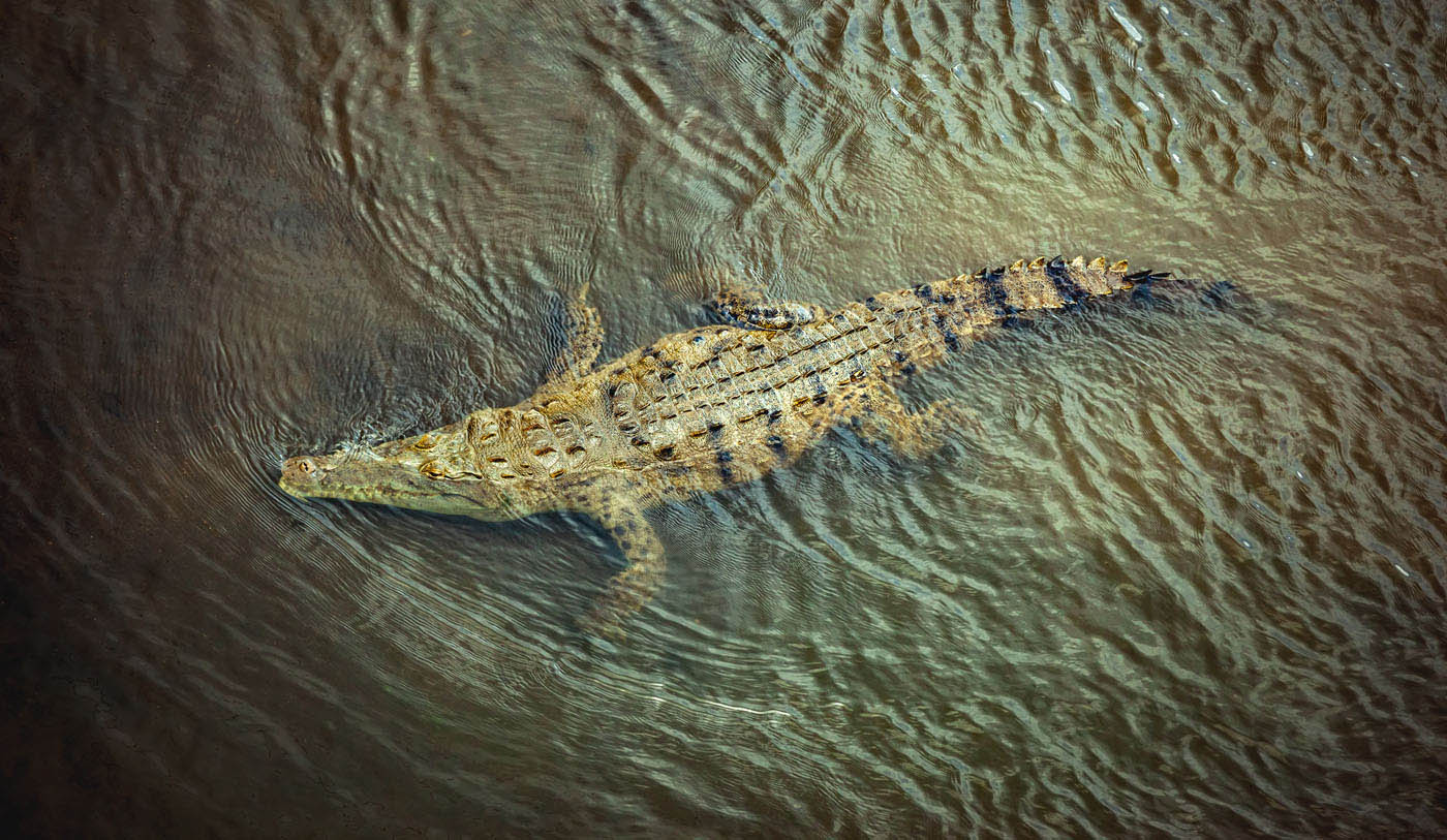 costa rica crocodile