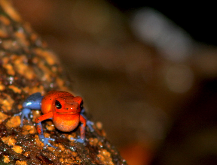 costa rica oophaga 2