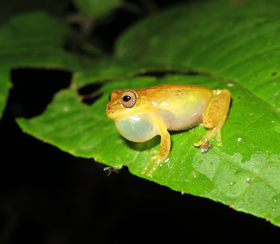 dendropsophus minutus
