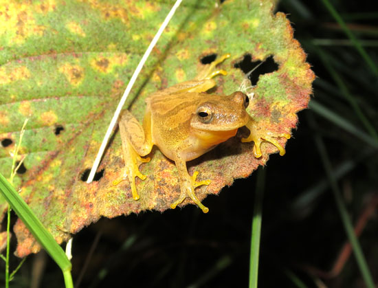 dendrosophus minutus