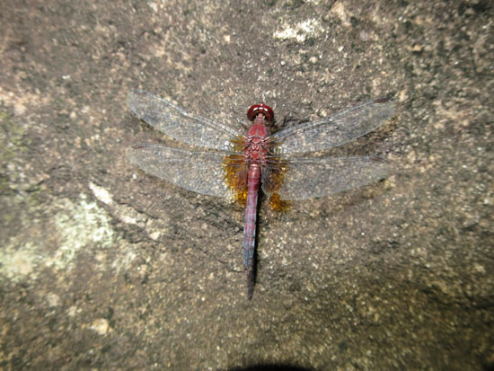 dragonfly