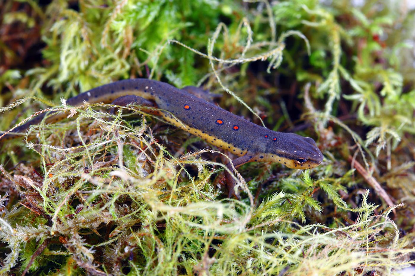 eastern newt