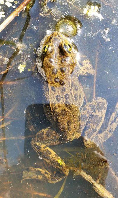 Oregon Spotted Frog - Rana pretiosa Stephen Nyman