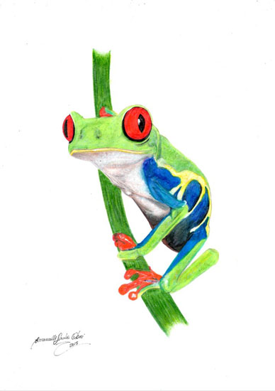 red eyed tree frog