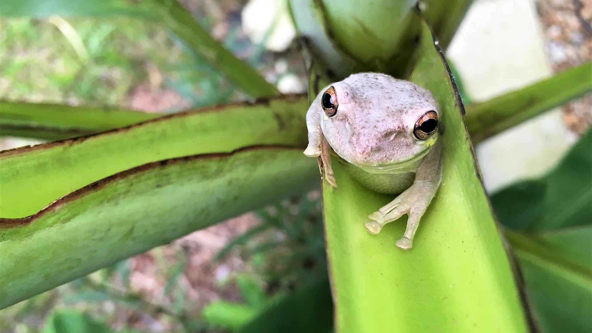 Frog Dissection Info