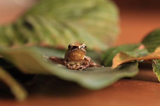 frog-3-katie-odonnell