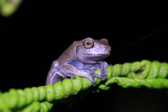 frog-9-katie-odonnell