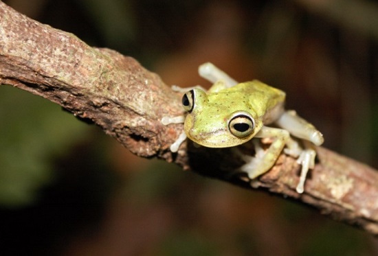 frog ecuador kaya klop toker