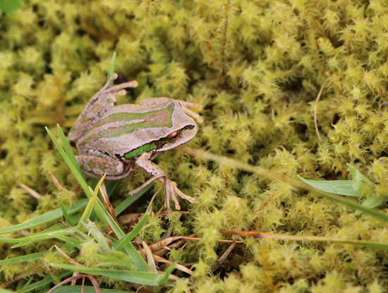 gastrotheca excubitor