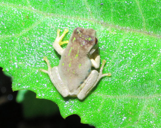 gastrotheca nebulanastes