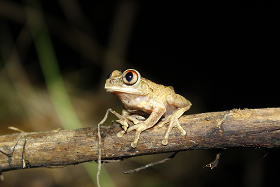 ghana night spirit frog