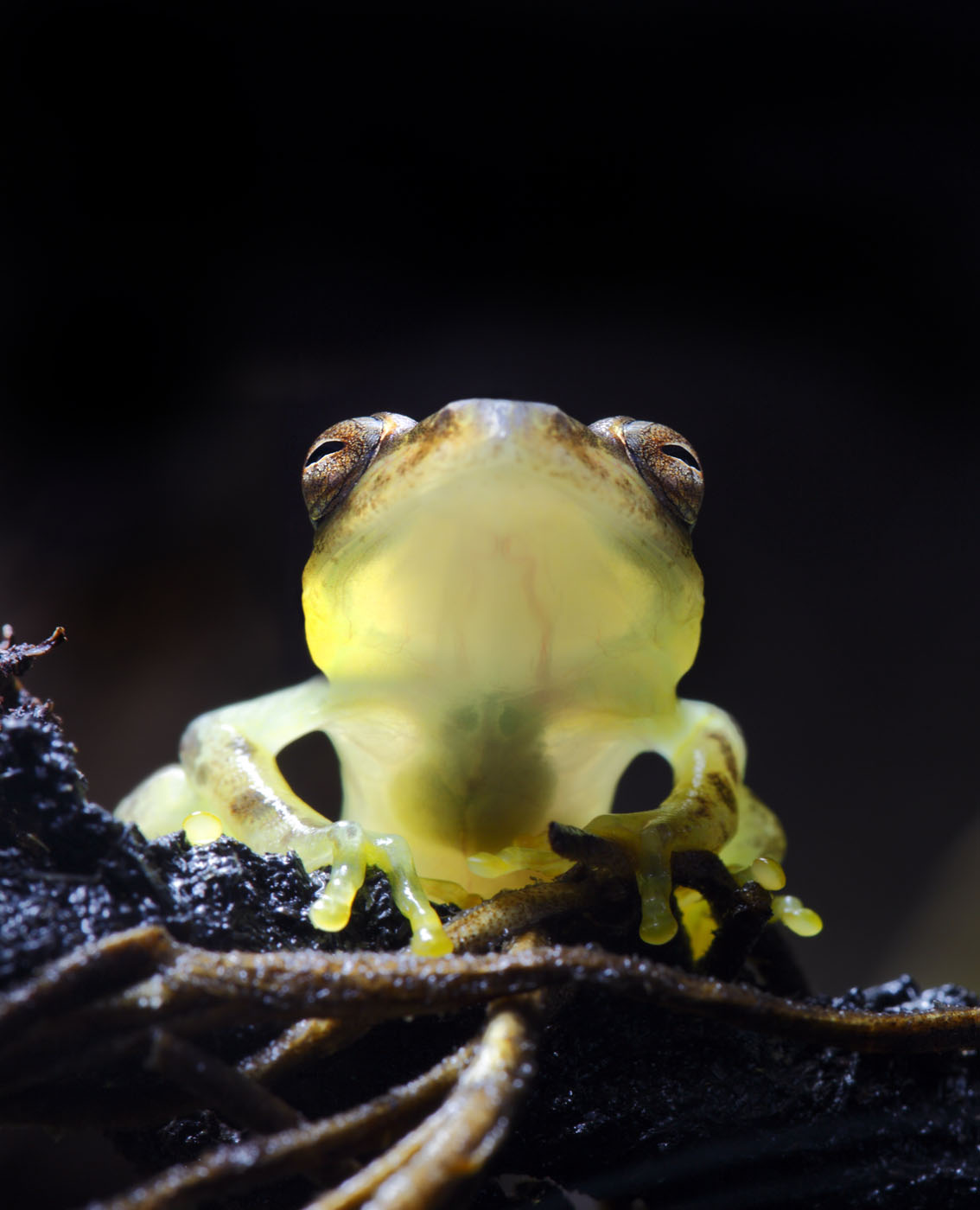 costa rica glass frogs