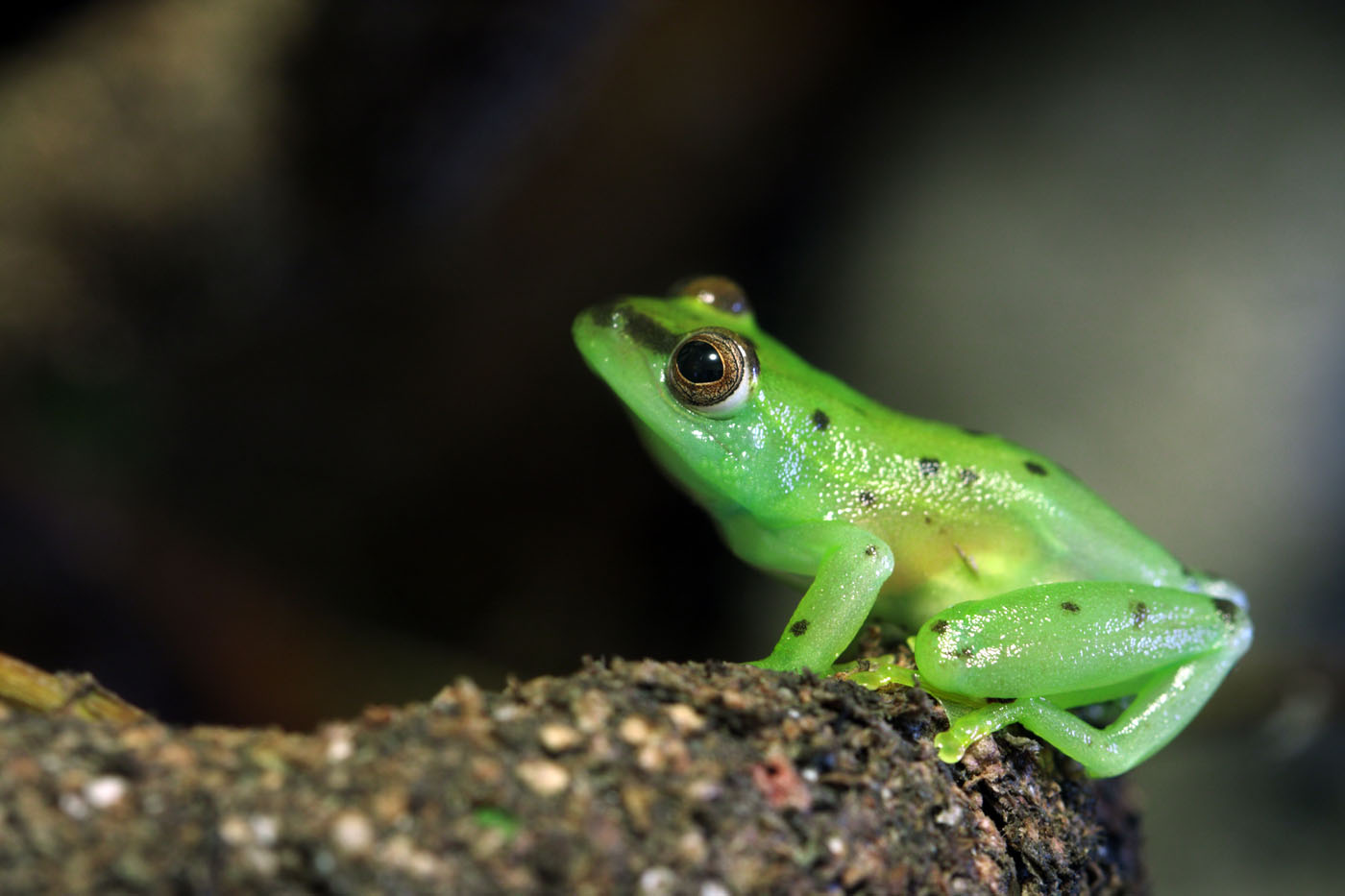 Glass frogs latin america Boana punctata