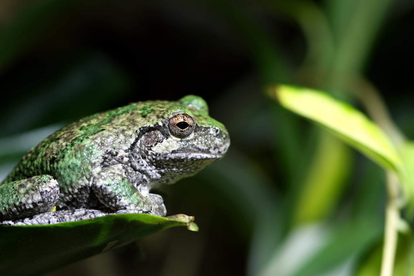 Gray Tree Frog Hyla chrysoscelis