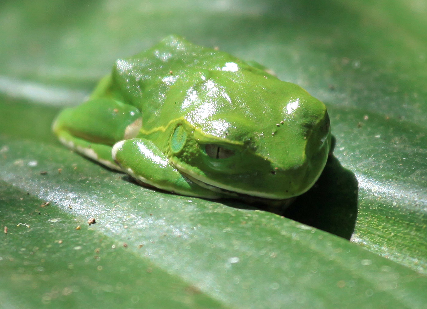 green-tree-frog-bigodi-wetlands-uganda-africa