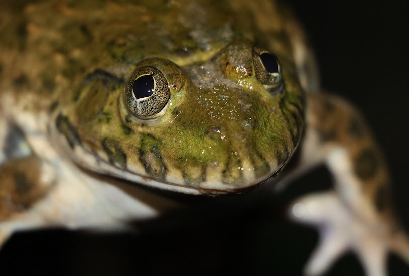 hoplobatrachus occipitalis ghana expedition 2016