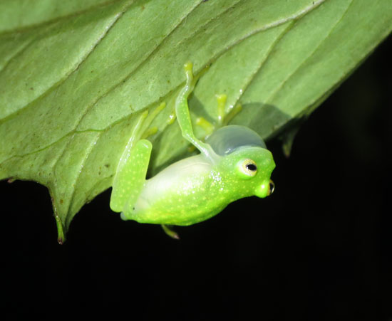 hyalinobatrachium bergeri