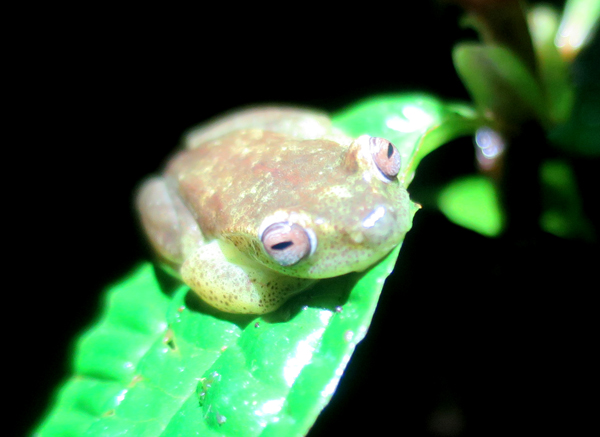 Ecotours Wildlife Mindo