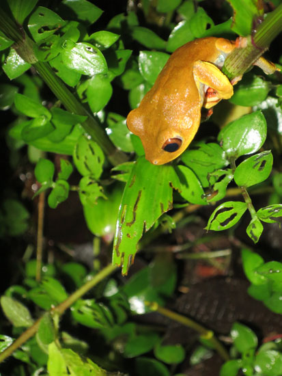hypsiboas geographicus