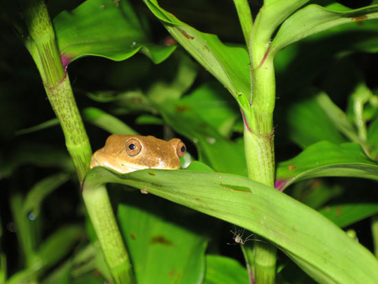 hypsiboas geographicus peru