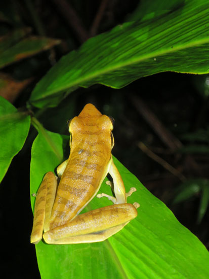 hypsiboas lanciformis