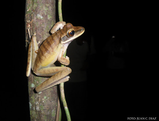 hypsiboas lanciformis