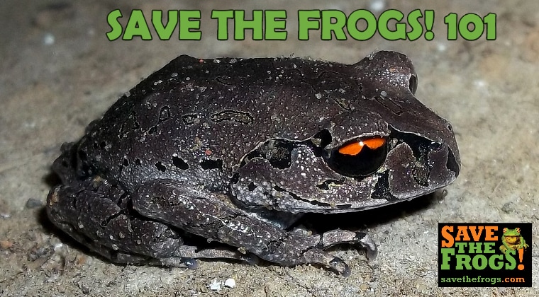 SAVE THE FROGS! 101