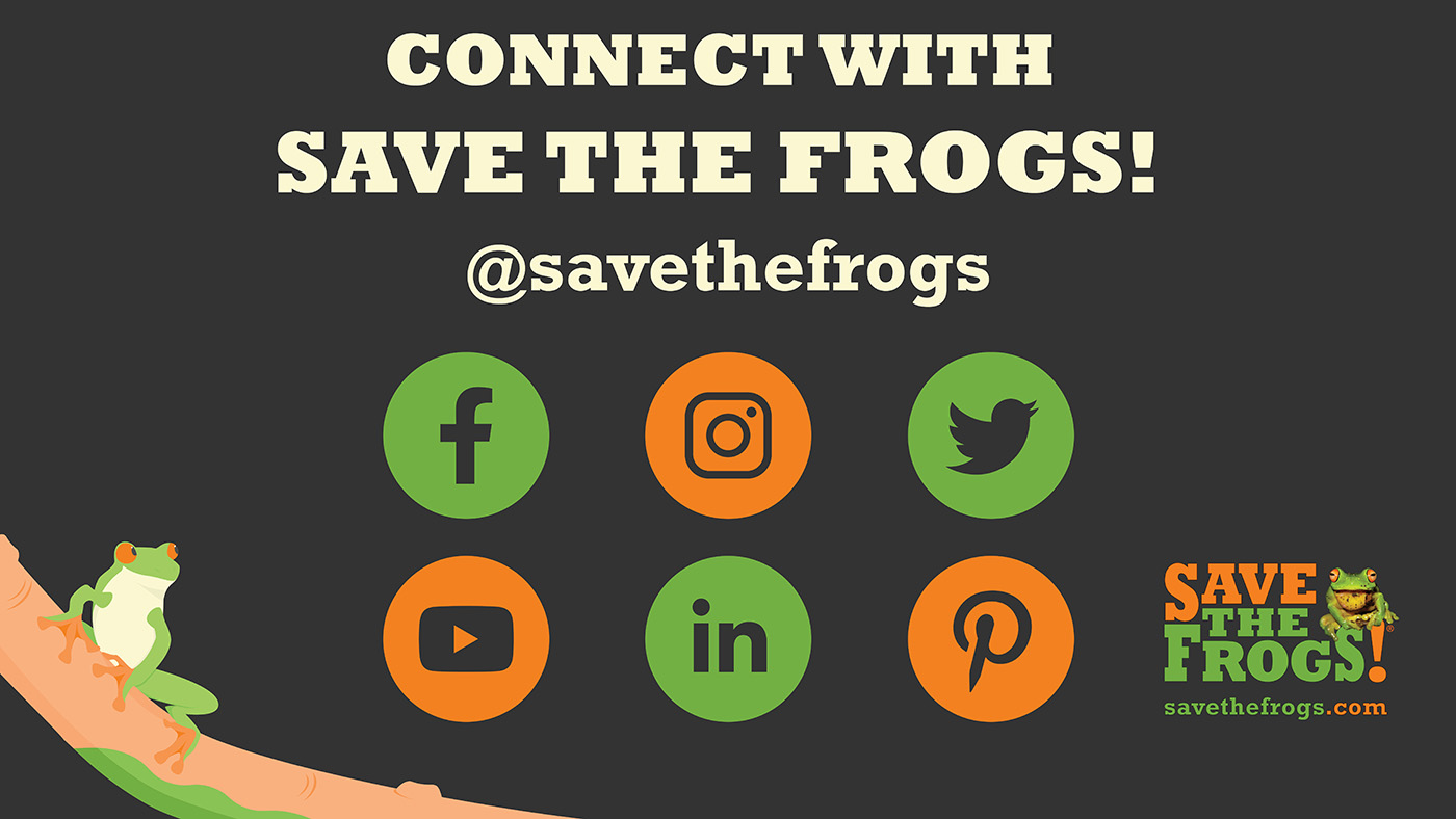 Save The Frogs Social Media