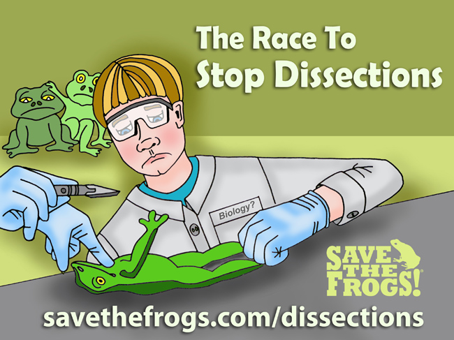 Frog Dissections