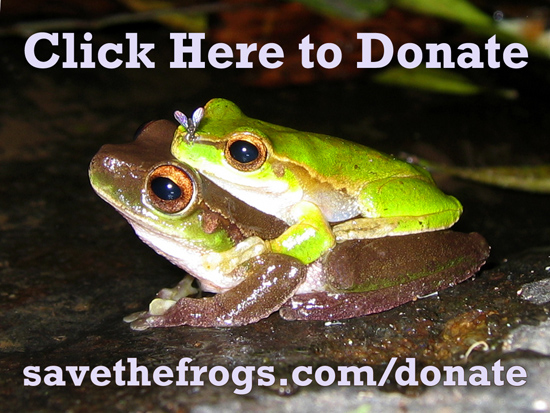 Donate Frogs