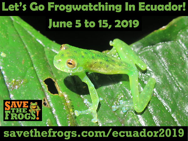 Frogwatching Ecuador